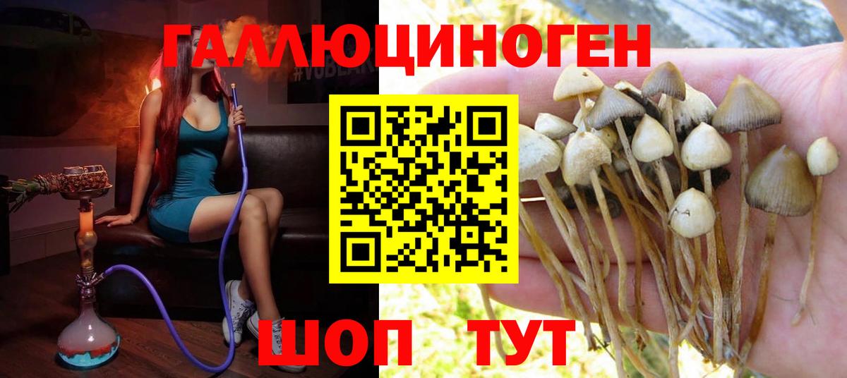 Галлюциногенные грибы Psilocybe  Корсаков  Галлюциногенные грибы Psilocybe 